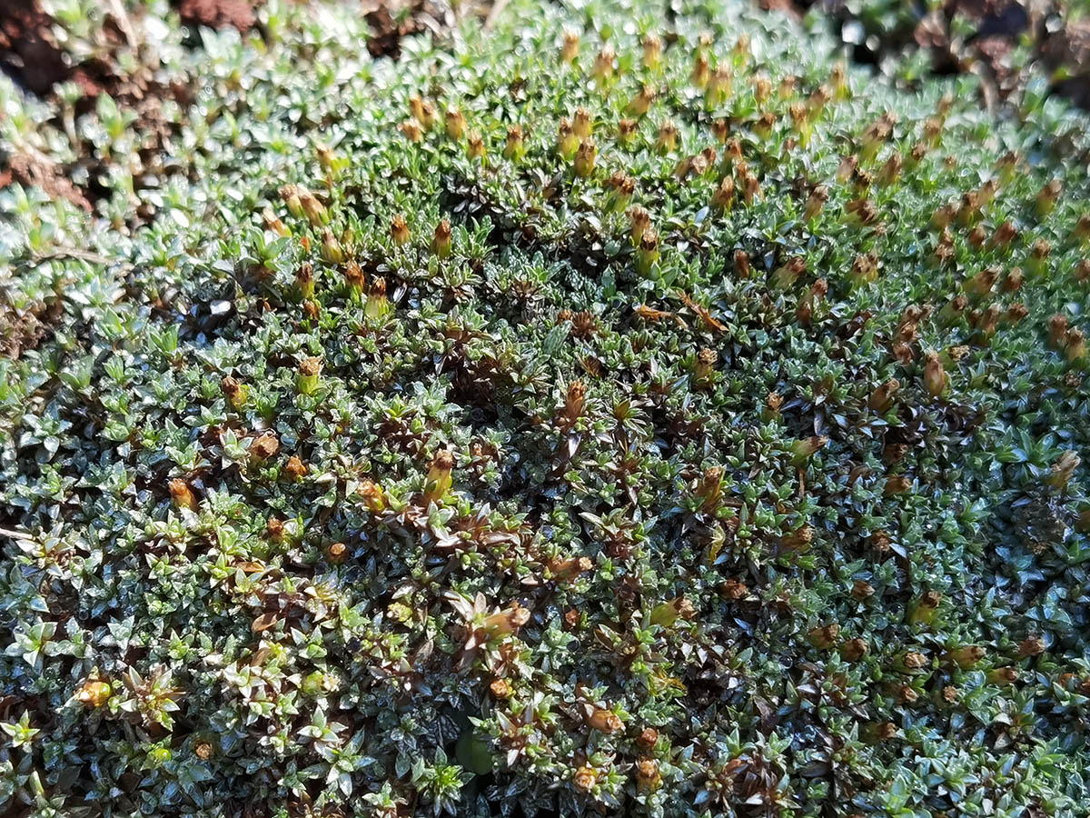 Raoulia tenuicaulis 6